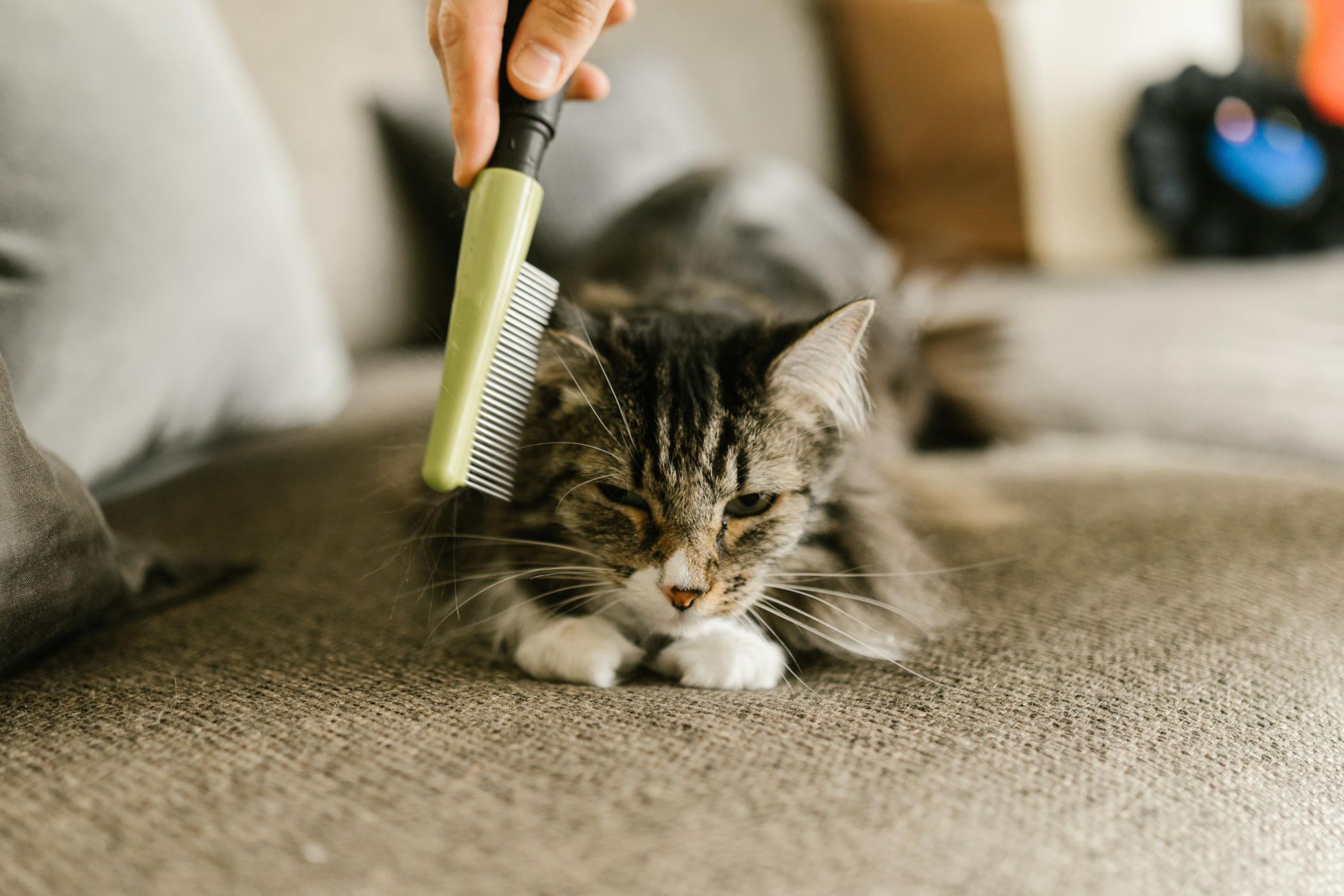 Os hotéis também são para os amigos de quatro patas. Saiba onde deixar o seu patudo e vá de férias descansado