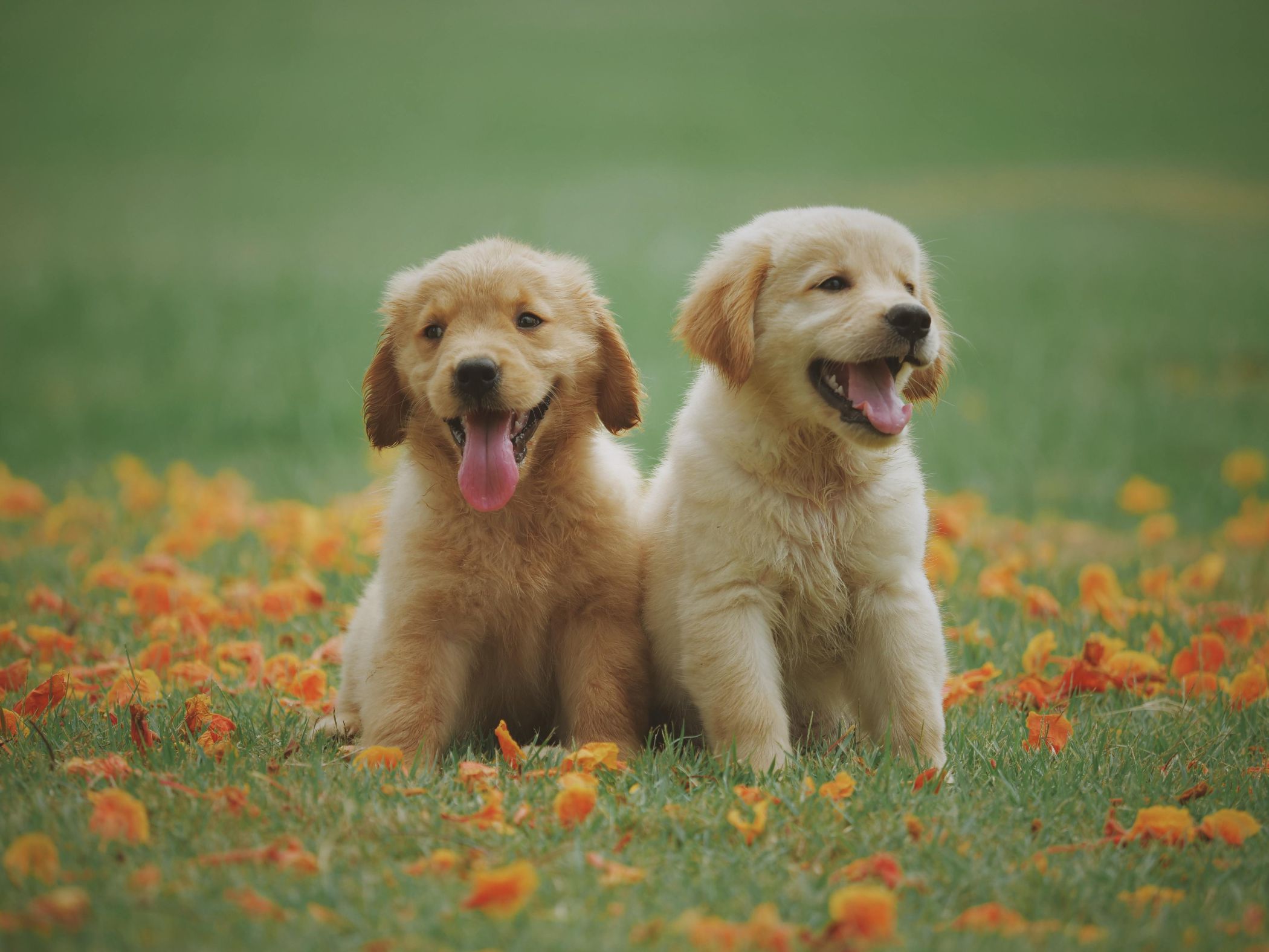 Os hotéis também são para os amigos de quatro patas. Saiba onde deixar o seu patudo e vá de férias descansado