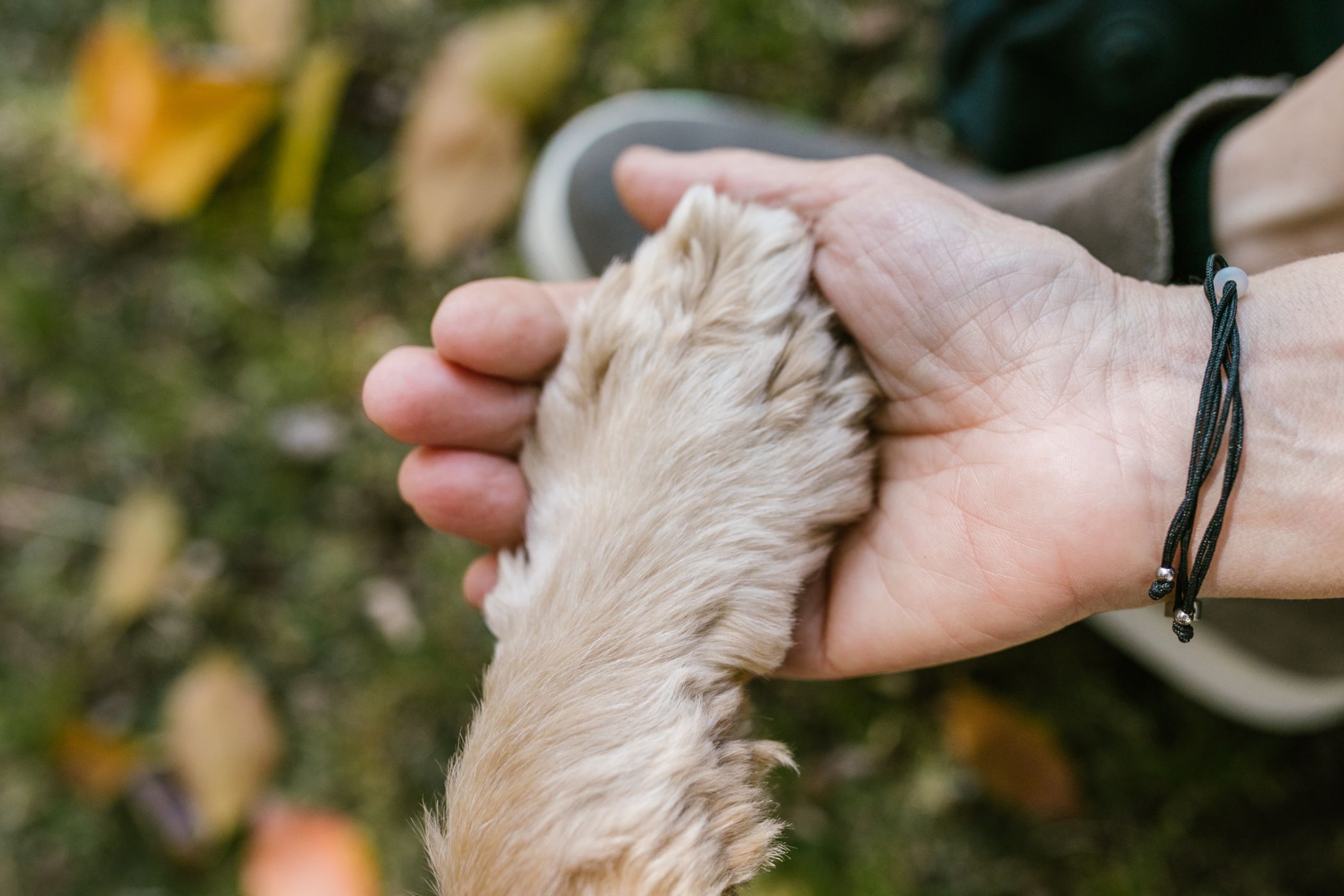 Os hotéis também são para os amigos de quatro patas. Saiba onde deixar o seu patudo e vá de férias descansado