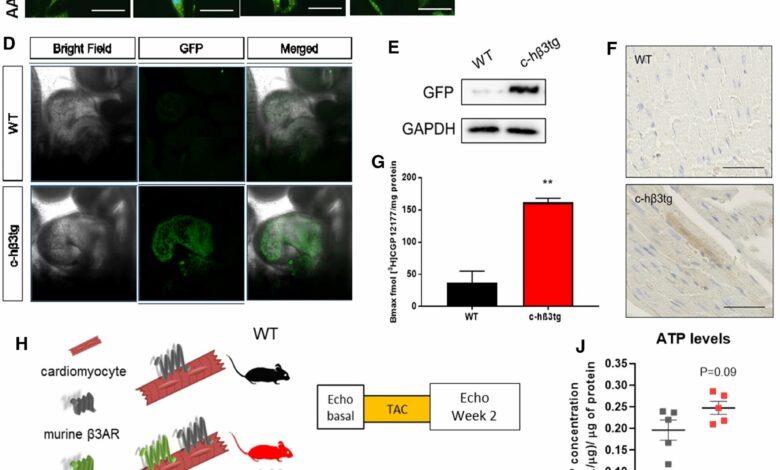 a-new-therapeutic-targ.jpg - PortalEnf Comunidade de Saúde