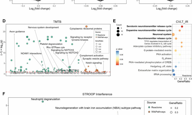 Study shows adipose tissue co-regulates cognitive function